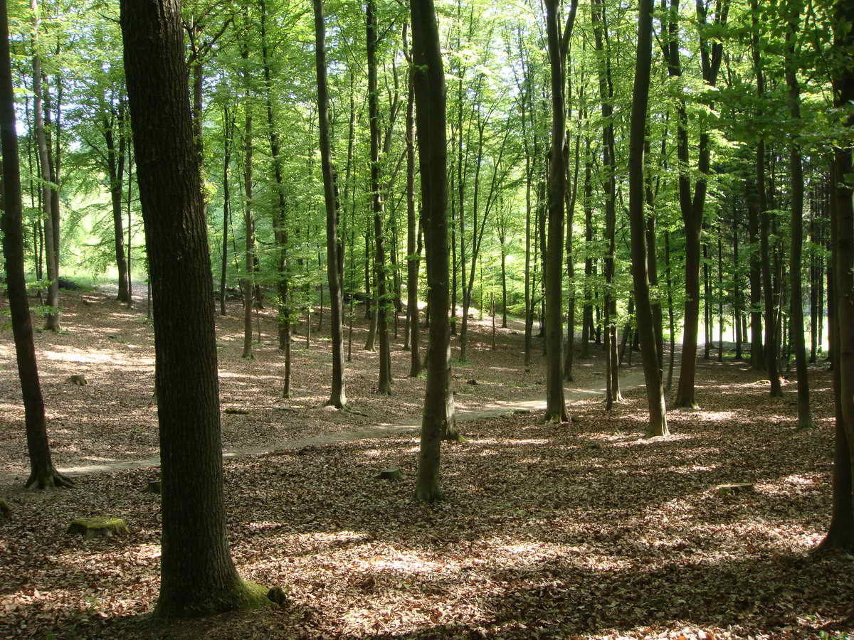 2011-05-07 KPF Wald 32.jpg